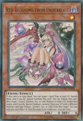 Red Blossoms from Underroot (DUDE-EN006)  Ultra Rare