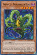 Predaplant Drosophyllum Hydra (LDS3-EN070) Common