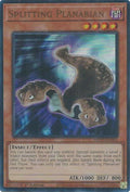 Splitting Planarian (MP25-EN263)  Ultra Rare
