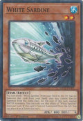 White Sardine (MP25-EN305)  Common