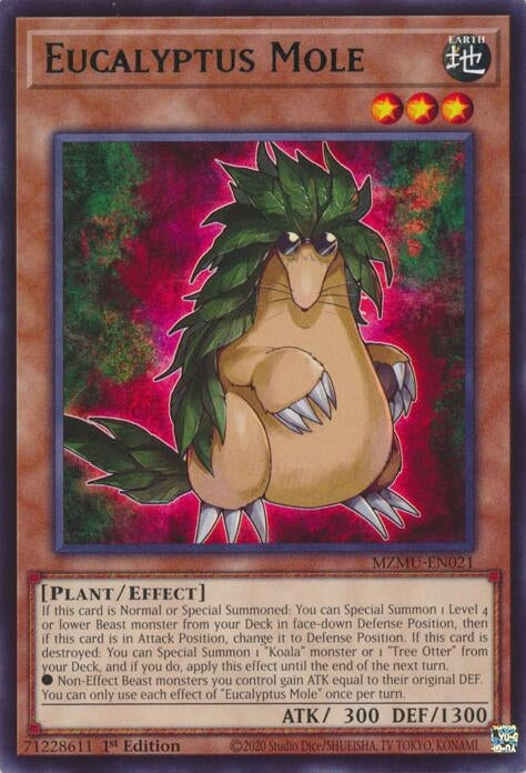 Eucalyptus Mole (MZMU-EN021)  Rare